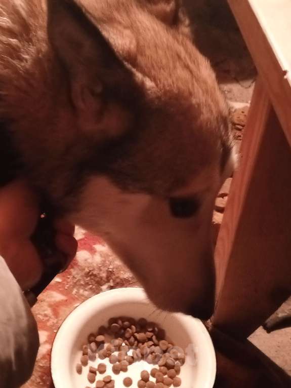 Собаки в Мур: Найдена собака Девочка, Бесплатно - фото 5