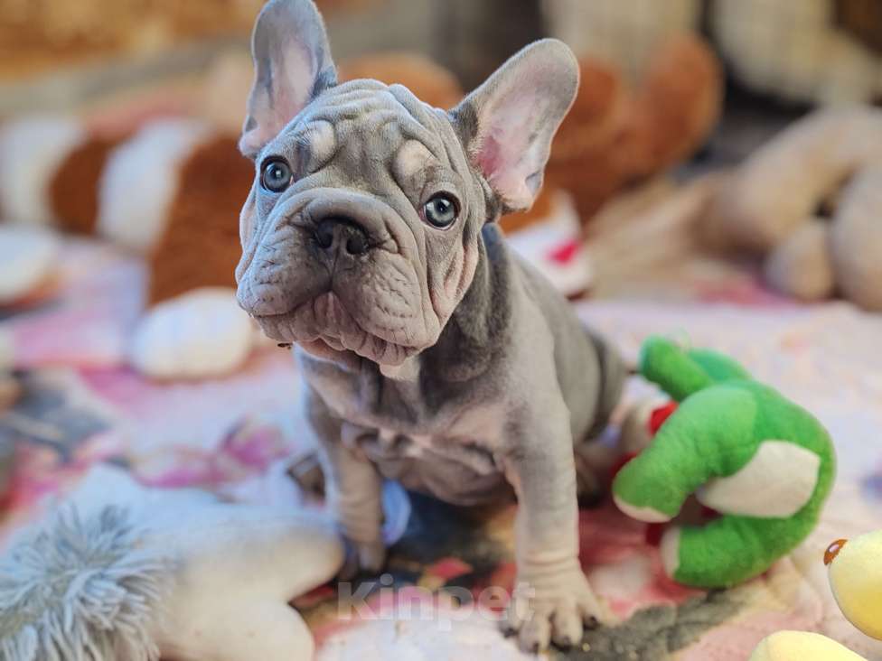 Собаки в Санкт-Петербурге: Бигроп Вельвет лиловый мальчик  Мальчик, 80 000 руб. - фото 4