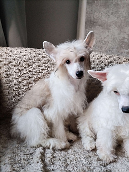 Пуховые мальчики китайской хохлатой собаки