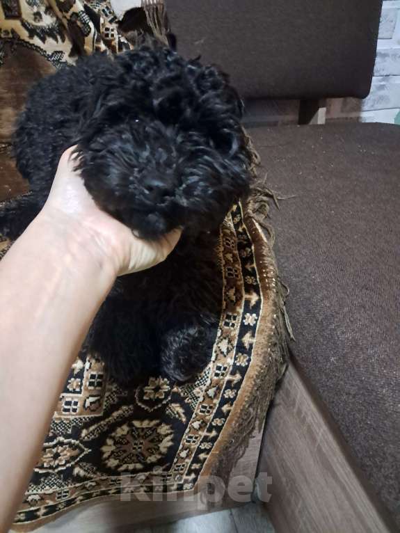 Собаки в Брянске: Продажа Девочка, Бесплатно - фото 3