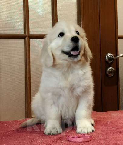 Собаки в Москве: Шикарные щенки золотистого ретривера Мальчик, 70 000 руб. - фото 1