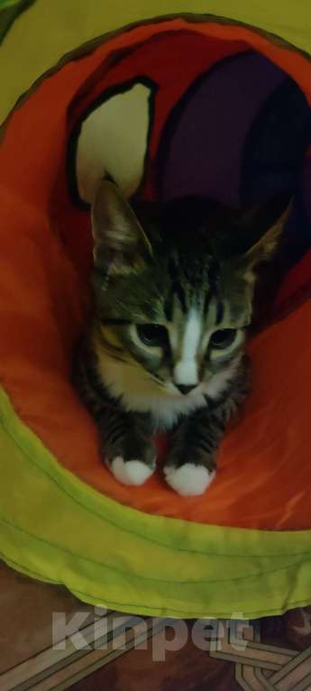 Кошки в других городах Мордовии: Продам котята породы Мейнкун 20000 Мальчик, 20 000 руб. - фото 1