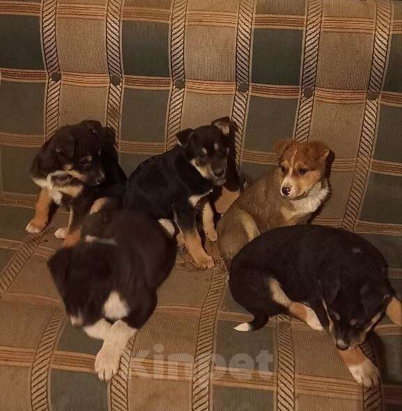 Собаки в Москве: 4 щенка ищут добрые руки Мальчик, Бесплатно - фото 3