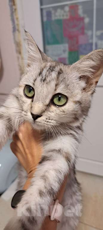 Кошки в Симферополе: Кошечка Буся ищет любящих хозяев) Девочка, Бесплатно - фото 1