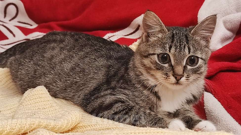 Кошки в Москве: Примите в семью замечательного спасенного котенка! Девочка, Бесплатно - фото 2