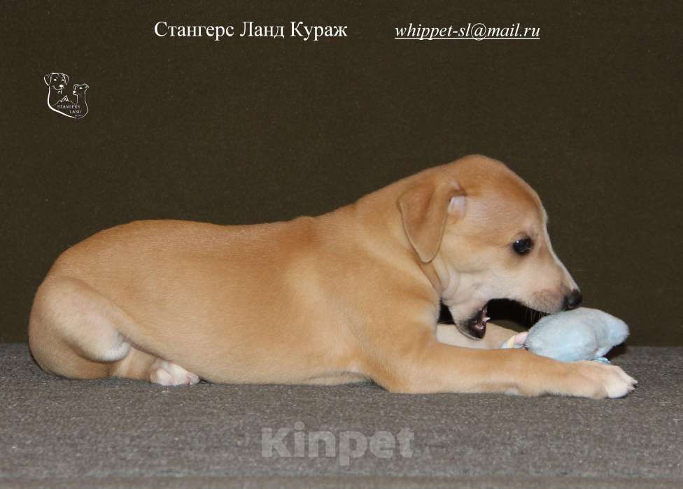 Собаки в Москве: Щенок уиппета от спортивной пары чемпионов Мальчик, 100 000 руб. - фото 6