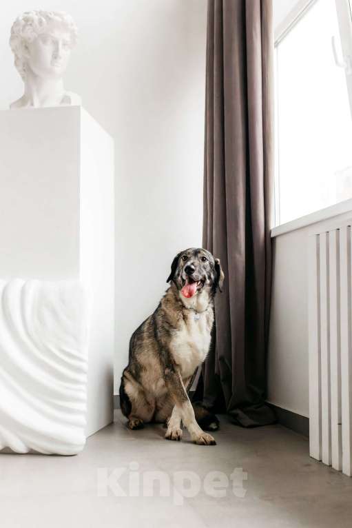 Собаки в Москве: Спокойная и добрая Диона  Девочка, Бесплатно - фото 4