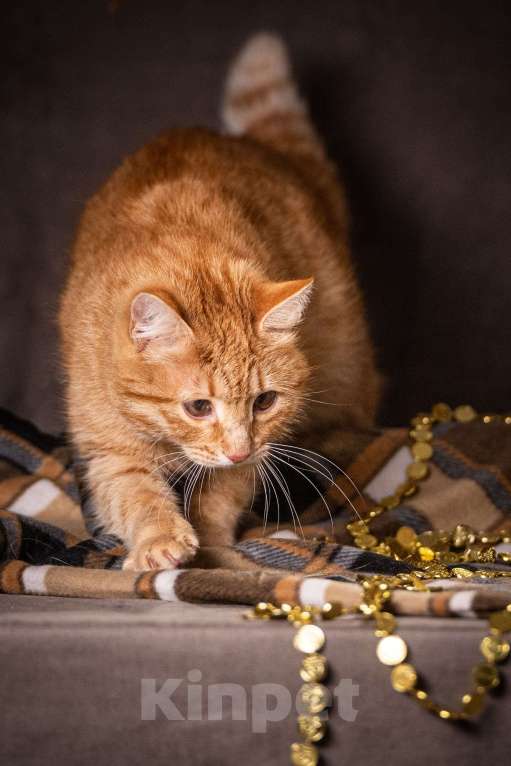 Кошки в Клине: Роуз — обаятельная рыжуля Девочка, Бесплатно - фото 2