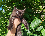 Кошки в Екатеринбурге: Котенок мейн-кун Девочка, 35 000 руб. - фото 5