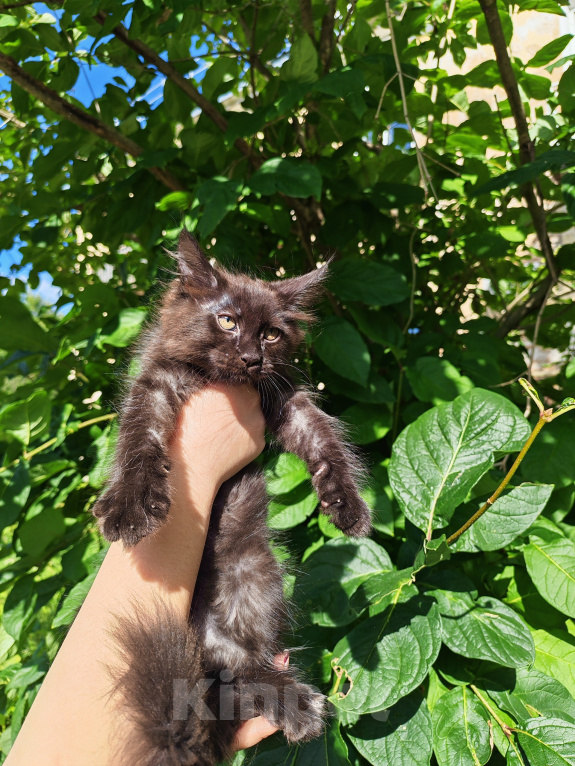 Кошки в Екатеринбурге: Котенок мейн-кун Девочка, 35 000 руб. - фото 5