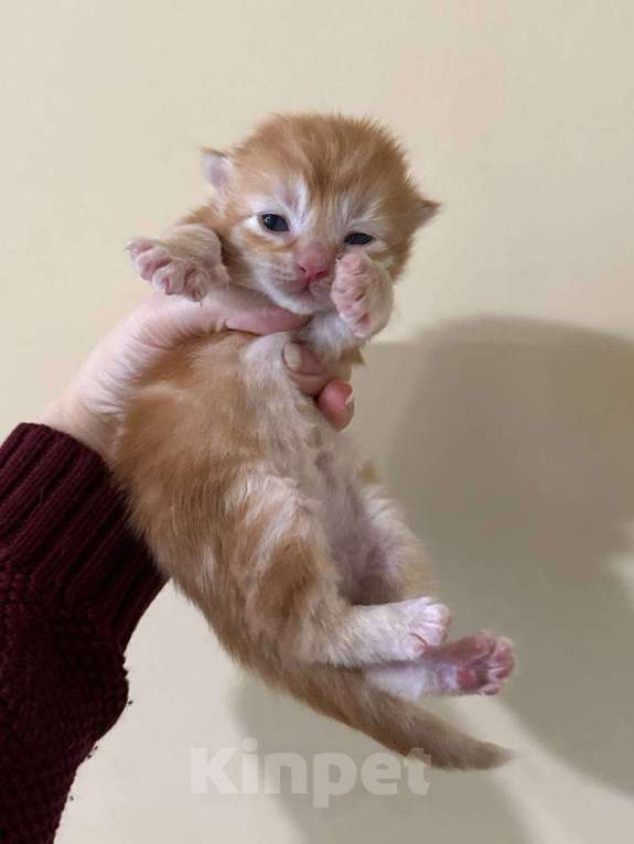 Кошки в Королеве: Сибирские котята Разнополые, 80 000 руб. - фото 4