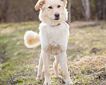 Собаки в Москве: Миниатюрная очаровательная блондинка (10 кг) Девочка, Бесплатно - фото 7