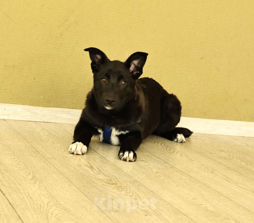 Собаки в Москве: Щенок бесплатно в Москве Мальчик, Бесплатно - фото 9