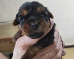 Собаки в Тольятти: Мальчик Йоркширского терьера стандарт Мальчик, 28 000 руб. - фото 3