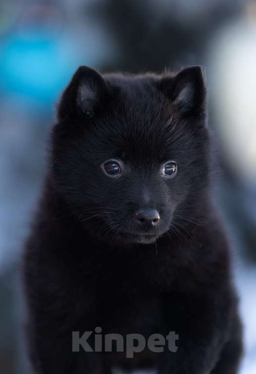 Собаки в Пушкино: щенки схипперке Мальчик, 70 000 руб. - фото 2