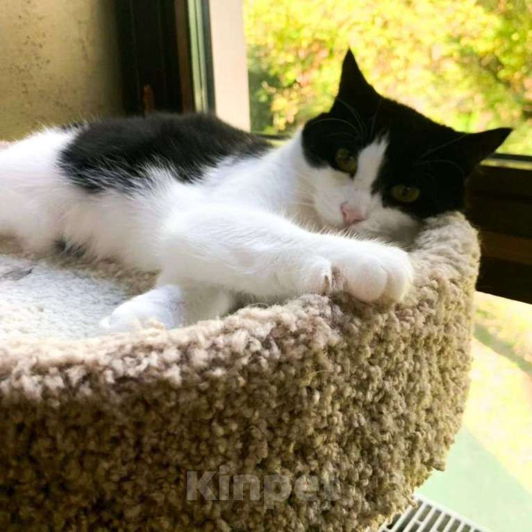 Кошки в Москве: Кошечку Домино не берут из-за лейкоза Девочка, Бесплатно - фото 3