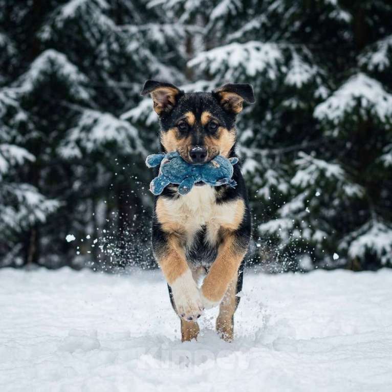 Собаки в Москве: Щенок Ника ищет семью Девочка, Бесплатно - фото 1