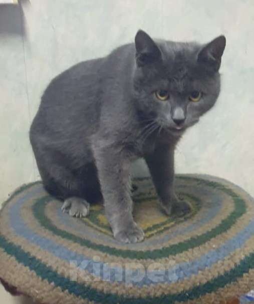 Кошки в Люберцах: Сэмик в поисках самого лучшего дома Мальчик, Бесплатно - фото 3
