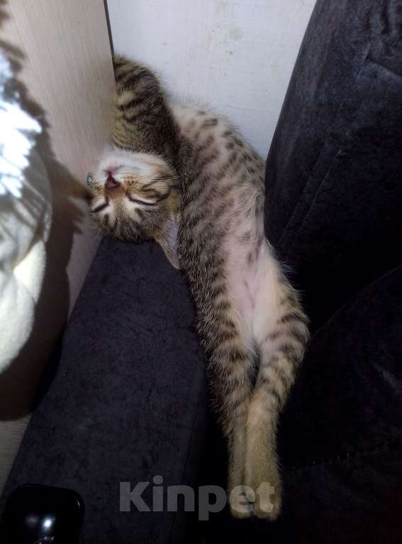 Кошки в Саратове: Котенок  Девочка, Бесплатно - фото 2