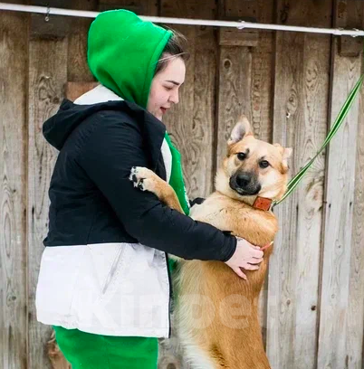 Собаки в Москве: Люк Мальчик, Бесплатно - фото 2