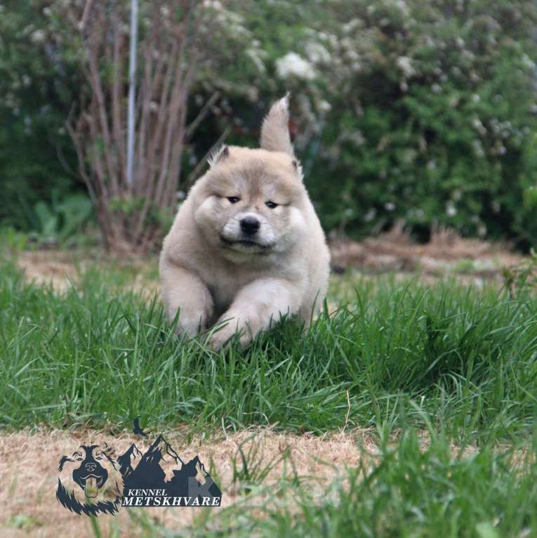 Собаки в Самаре: Кавказская Овчарка Мальчик, 50 000 руб. - фото 4