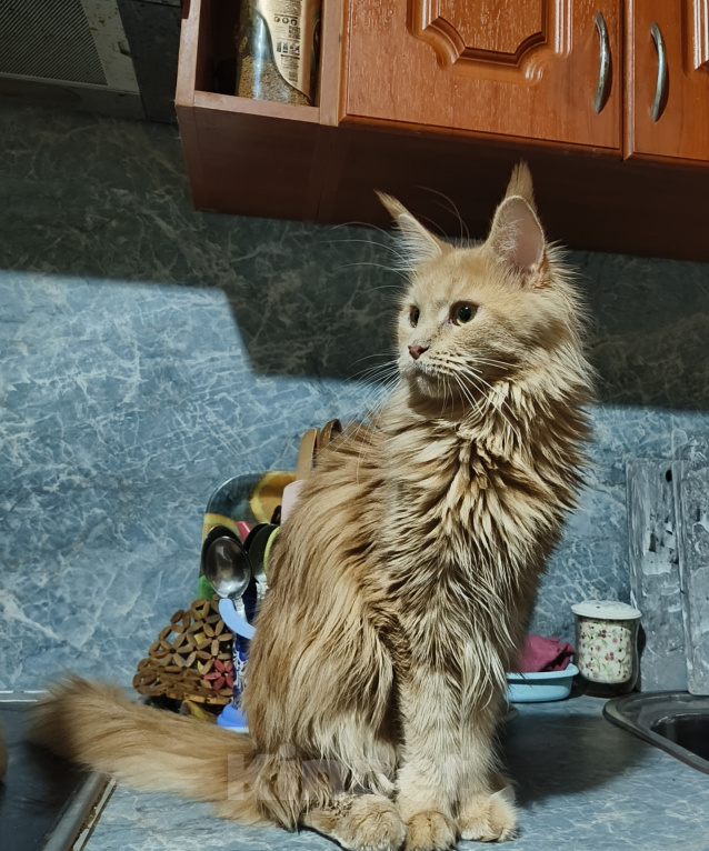 Кошки в Москве: Котёнок Мейн-кун Девочка Девочка, 30 000 руб. - фото 3