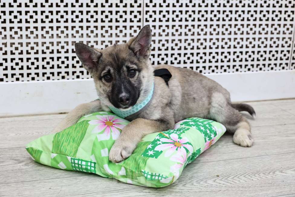 Собаки в Москве: Щенки бесплатно в Москве Девочка, Бесплатно - фото 4