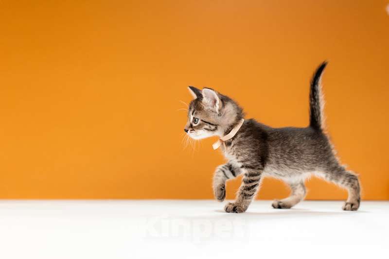 Кошки в Москве: Котята от сибирской мамы — 1,5 месяца в добрые руки Мальчик, Бесплатно - фото 7