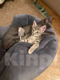 Кошки в Москве: Котята в добрые руки Девочка, Бесплатно - фото 3