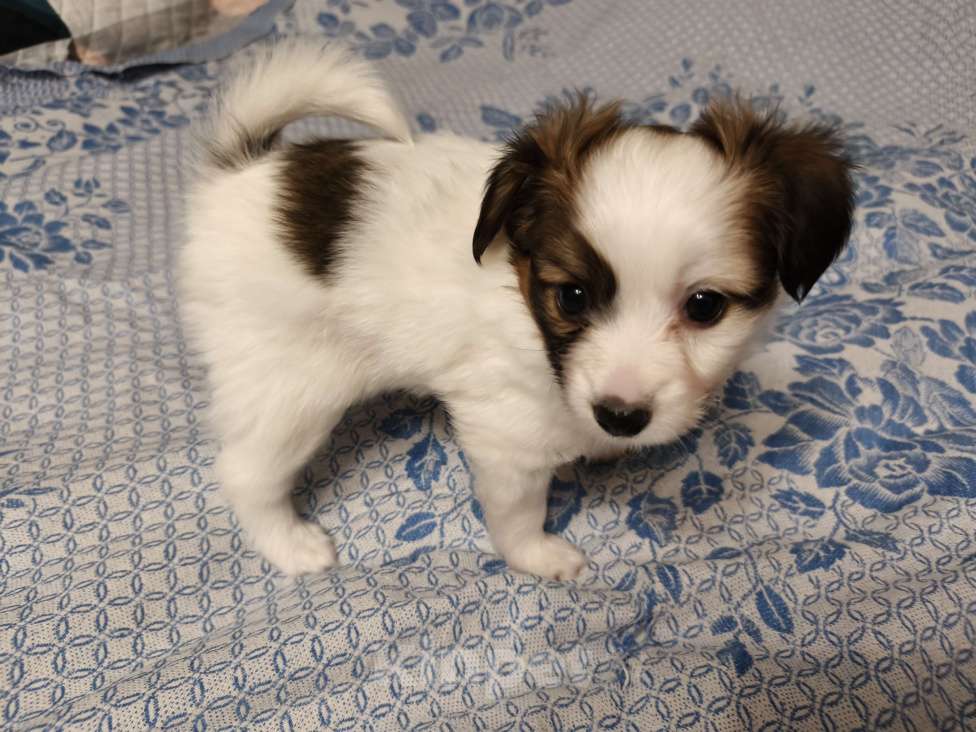 Собаки в Приморско-Ахтарске: Мальчик папийона Мальчик, 20 000 руб. - фото 1