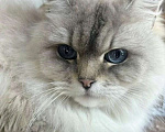 Кошки в Воронеже: Рэгдолл девочка окрас Блю колор поинт Девочка, 10 000 руб. - фото 2