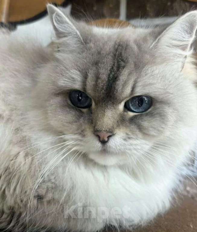 Кошки в Воронеже: Рэгдолл девочка окрас Блю колор поинт Девочка, 10 000 руб. - фото 2