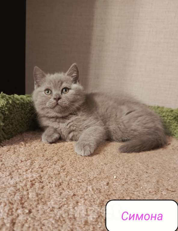Кошки в Санкт-Петербурге: Нежная британская малышка Девочка, 20 000 руб. - фото 3
