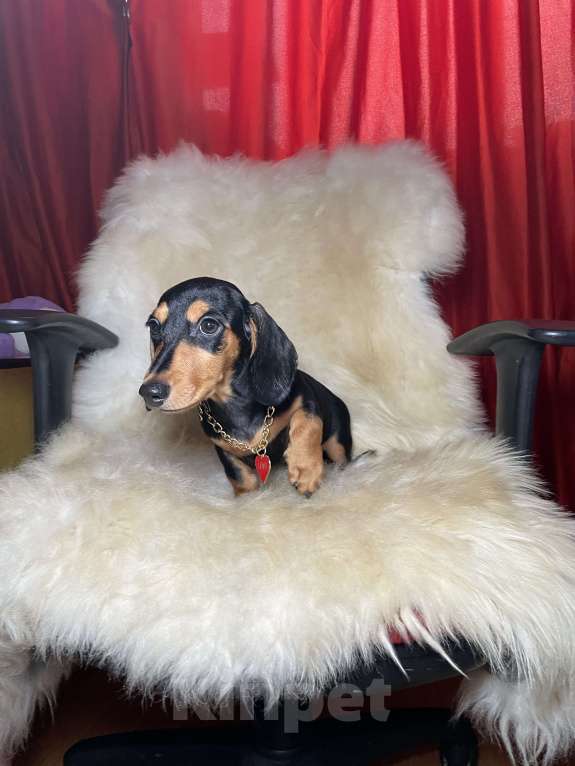 Собаки в Москве: Такса мини мальчик клубный Мальчик, 45 000 руб. - фото 5