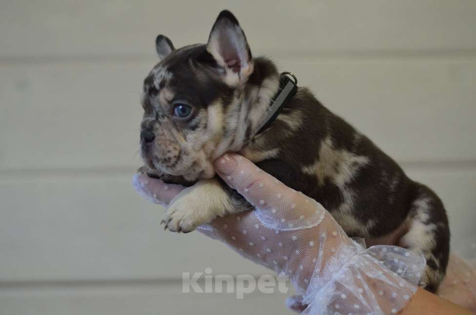 Собаки в Москве: Мраморный щенок Мальчик, 80 000 руб. - фото 3