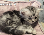 Кошки в Санкт-Петербурге: Британские длинношерстные котята Девочка, 15 000 руб. - фото 6