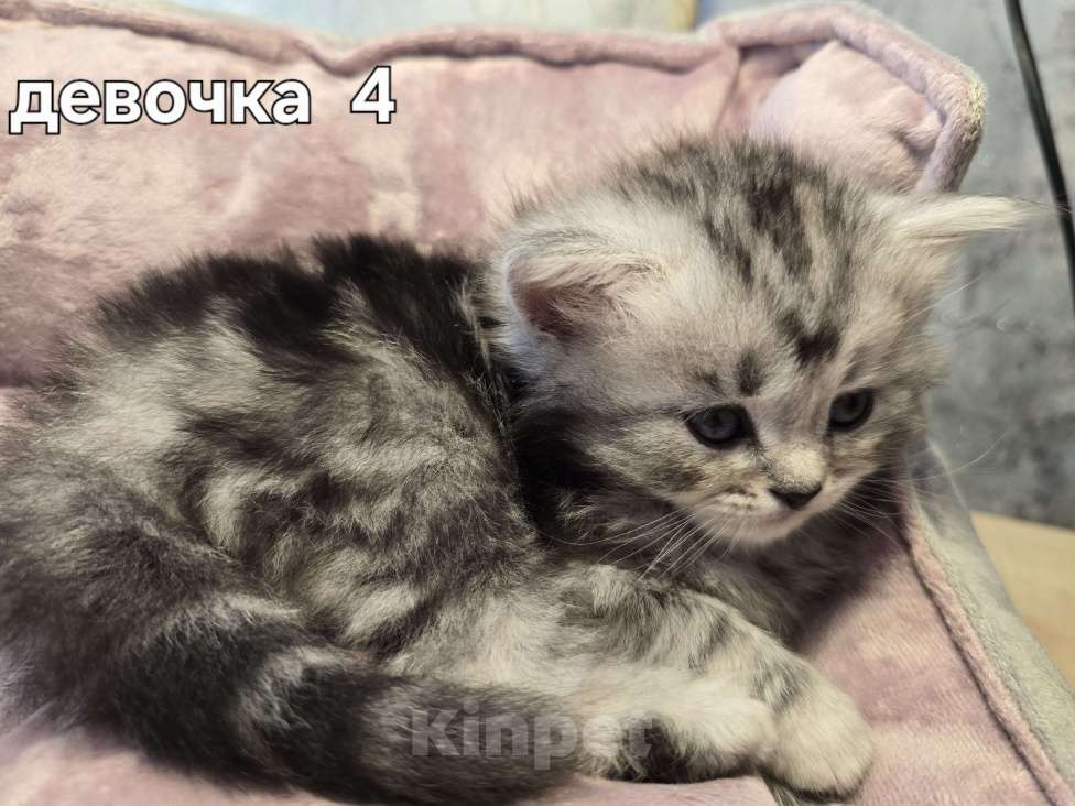 Кошки в Санкт-Петербурге: Британские длинношерстные котята Девочка, 15 000 руб. - фото 6