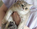 Кошки в Владивостоке: Британский котенок. Голубая золотистая девочка Девочка, 50 000 руб. - фото 4