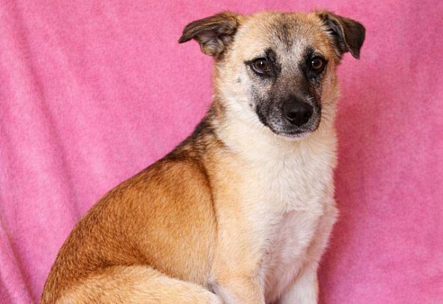 Девочка Габби миниатюрная собачка в поисках семьи