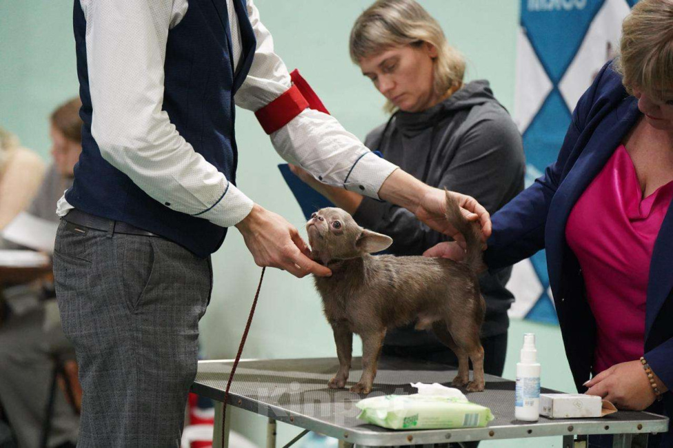 Собаки в Воронеже: Кобель для вязки Мальчик, 20 000 руб. - фото 3