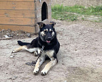 Собаки в Сургуте: Хеппи ищет дом!, Бесплатно - фото 4