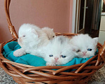 Кошки в Хасавюрте: Персидские котята, 12 000 руб. - фото 6