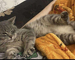 Кошки в Теберде: Отдам кота, Бесплатно - фото 3