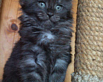 Кошки в Ливны: Котята мейн-кун, 55 000 руб. - фото 3