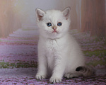 Кошки в Светогорске: Колорный мальчик! Мальчик, 15 000 руб. - фото 3