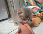 Кошки в Москве: Британские котята ищут настоящих друзей ) Мальчик, 10 000 руб. - фото 4
