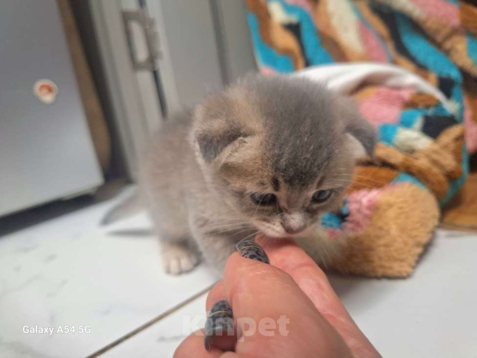 Кошки в Москве: Британские котята ищут настоящих друзей ) Мальчик, 10 000 руб. - фото 4