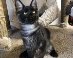 Кошки в Санкт-Петербурге: Котенок мейн-кун черный дым Almaz Diesel Power Мальчик, 80 000 руб. - фото 5