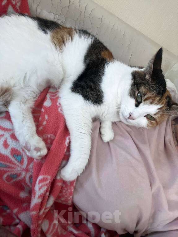 Кошки в других городах Московской области: Кошка Анфиса, примерно 3 года Девочка, Бесплатно - фото 3