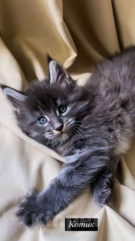 Кошки в Москве: Котята Мейн-Кун Мальчик, 100 000 руб. - фото 5